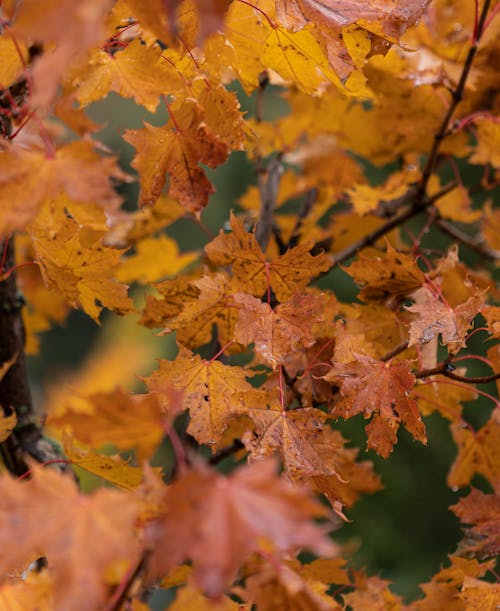 Close Up Photo of Autumn Leaves