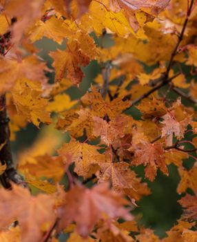 Detailed shot of orange and yellow maple leaves capturing the essence of fall.
