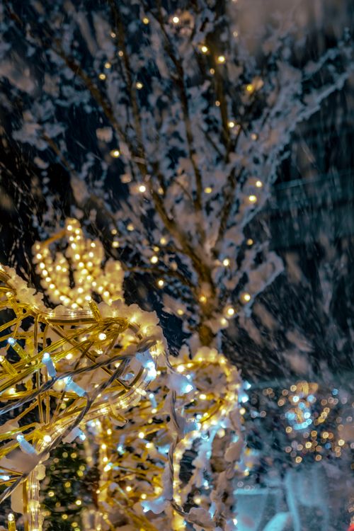 Free Magical night scene of snow-covered trees and festive lights creating a winter wonderland. Stock Photo