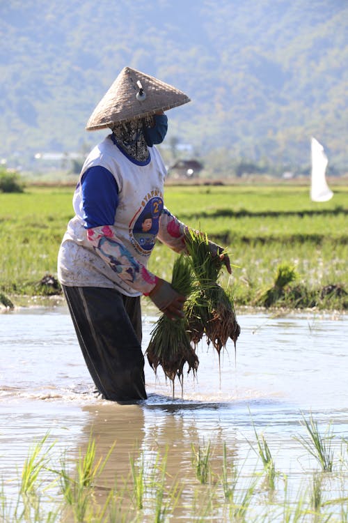 Menanam Padi - Rice Planting