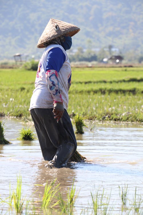 Menanam Padi - Rice Planting