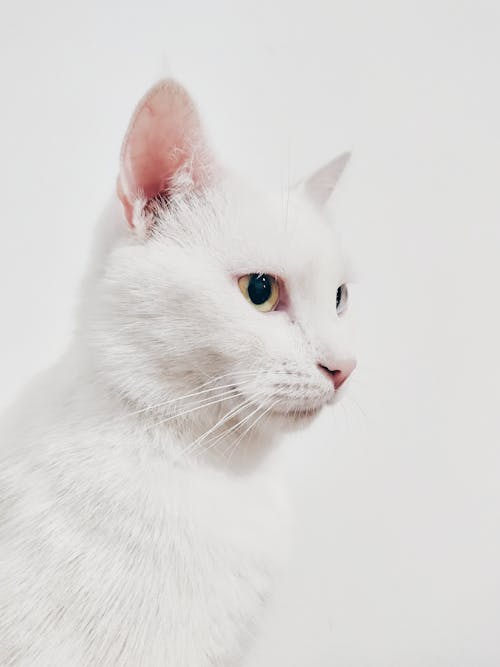 Close-Up Photo of White Cat