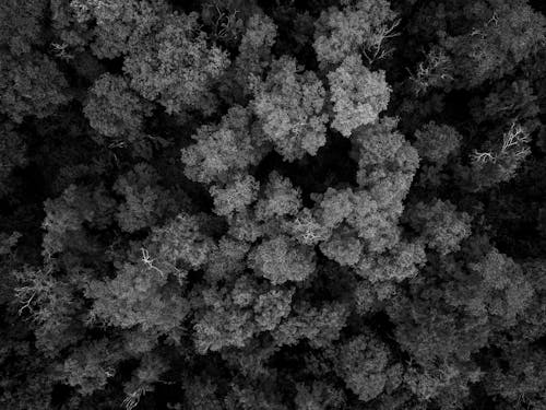 Photos gratuites de arbres, black and white, drone view