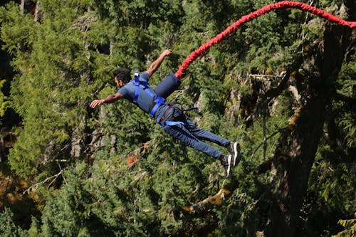 Fotobanka s bezplatnými fotkami na tému adrenalín, akcia, borovice