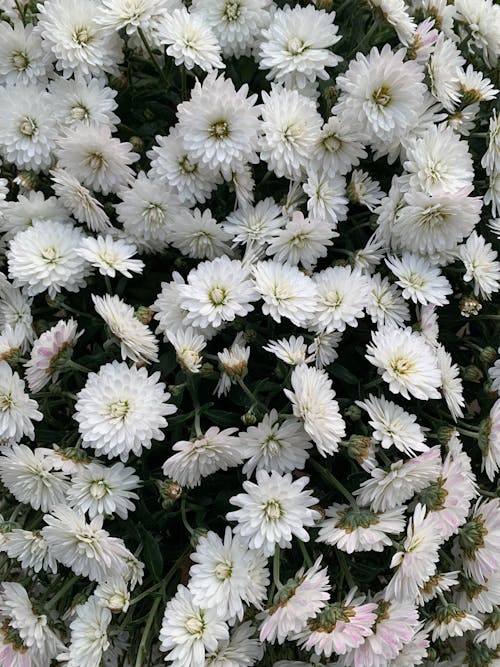 Chrysanthemum in Bloom 