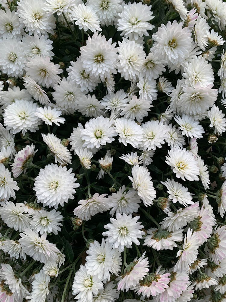 Chrysanthemum In Bloom 