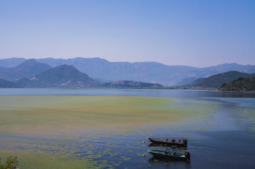 Motorboats on Lake with Plants