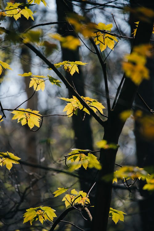 Close up of Leaves