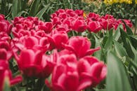 荷兰利塞盛开的粉红色郁金香充满活力，展现了春天的美丽