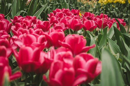 荷兰利塞盛开的粉红色郁金香充满活力，展现了春天的美丽