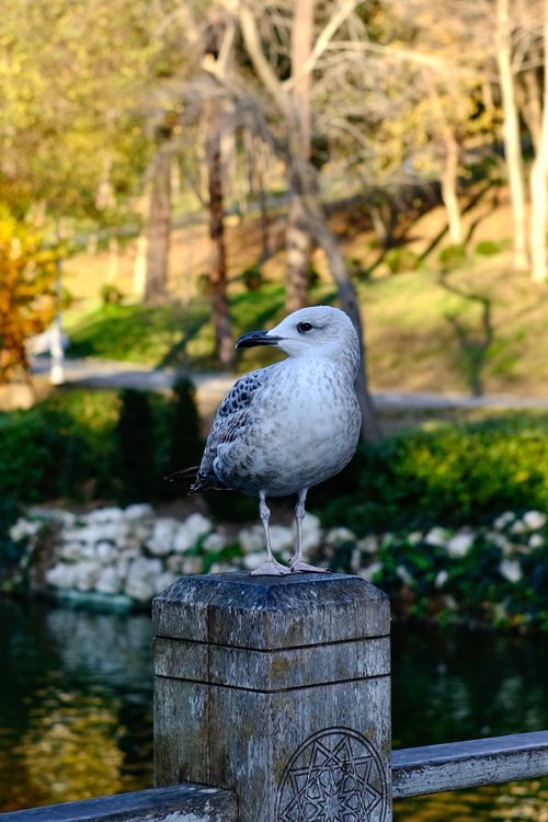 Free A European Herring Gull sits quietly on a wooden post in a serene park setting. Stock Photo