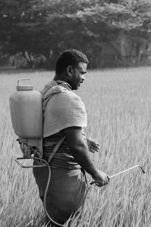 Foto d'estoc gratuïta de agricultura, blanc i negre, camp