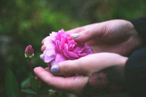 Free Close-Up Photo Of Person Holding Pink Flowers Stock Photo