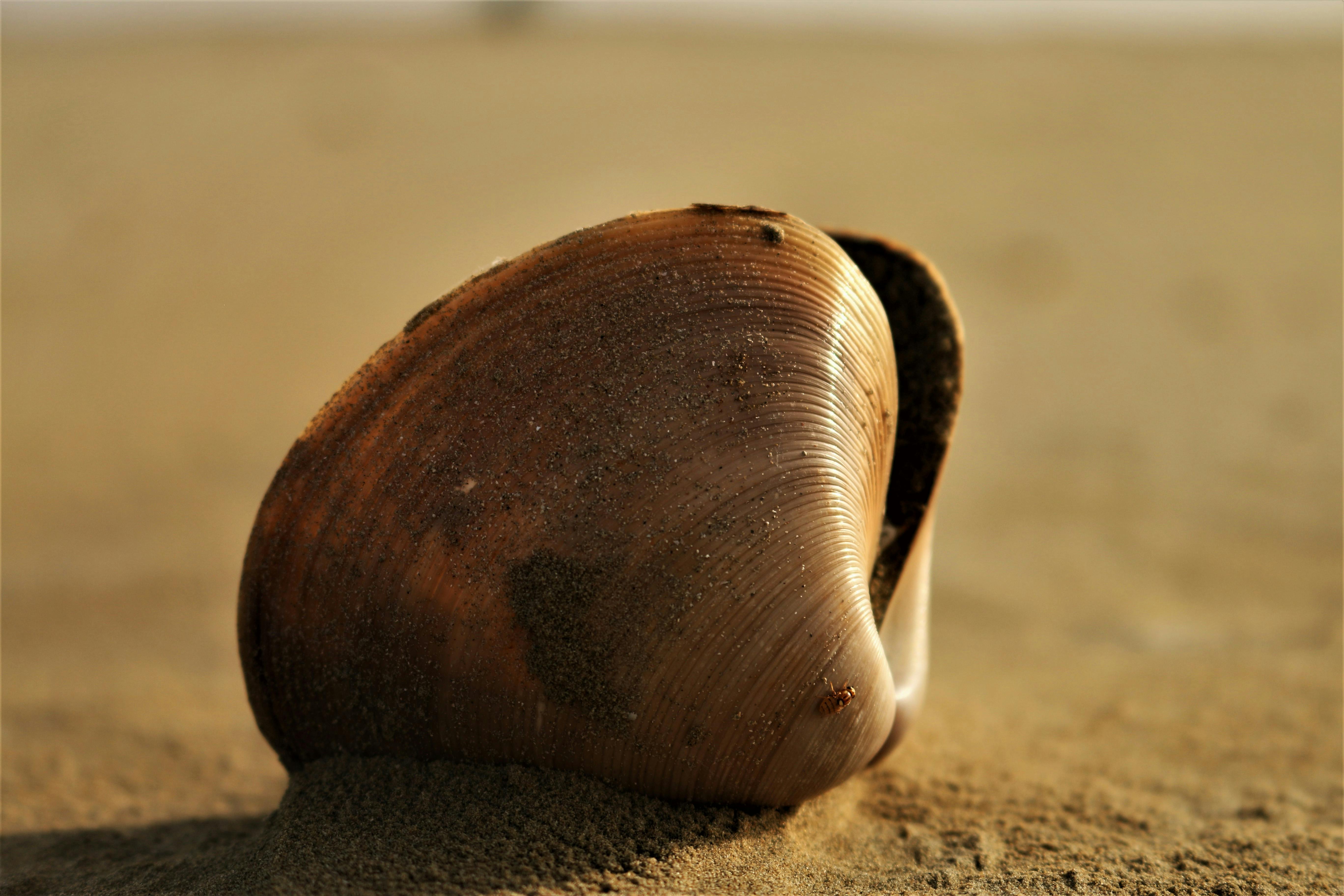 Free stock photo of Golden Shell, sea shells, sea side