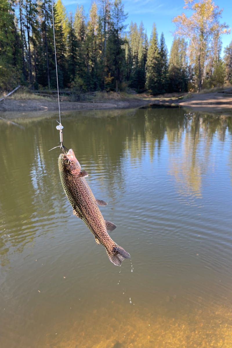 How To Catch Trout Ebook
