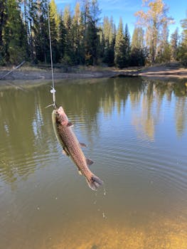 Beautiful trout caught in a serene lake setting amidst pine trees in McCall, Idaho.