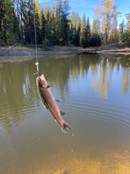 Free Beautiful trout caught in a serene lake setting amidst pine trees in McCall, Idaho. Stock Photo
