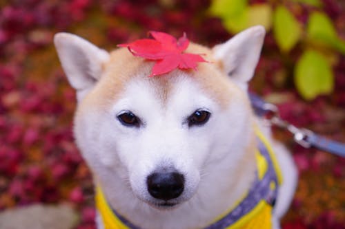 Kostenloses Stock Foto zu herbstblätter, shiba inu