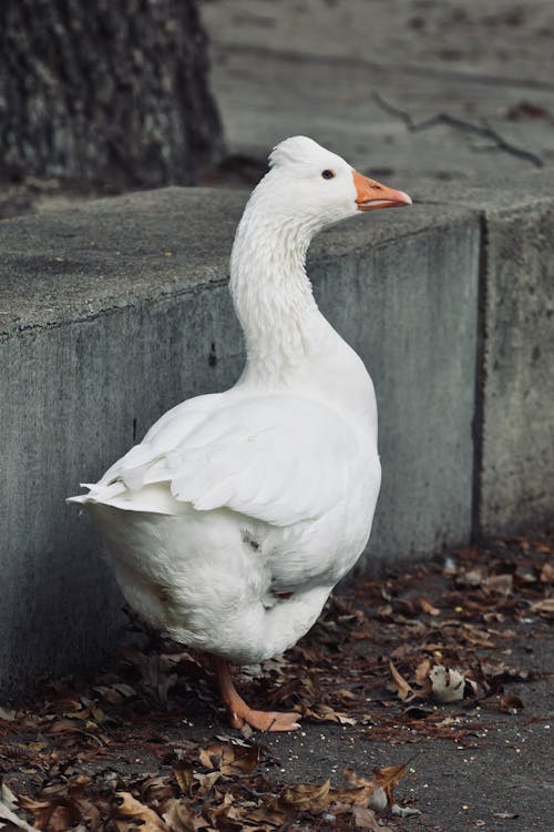 Ingyenes stockfotó állat, állatfotók, függőleges lövés témában