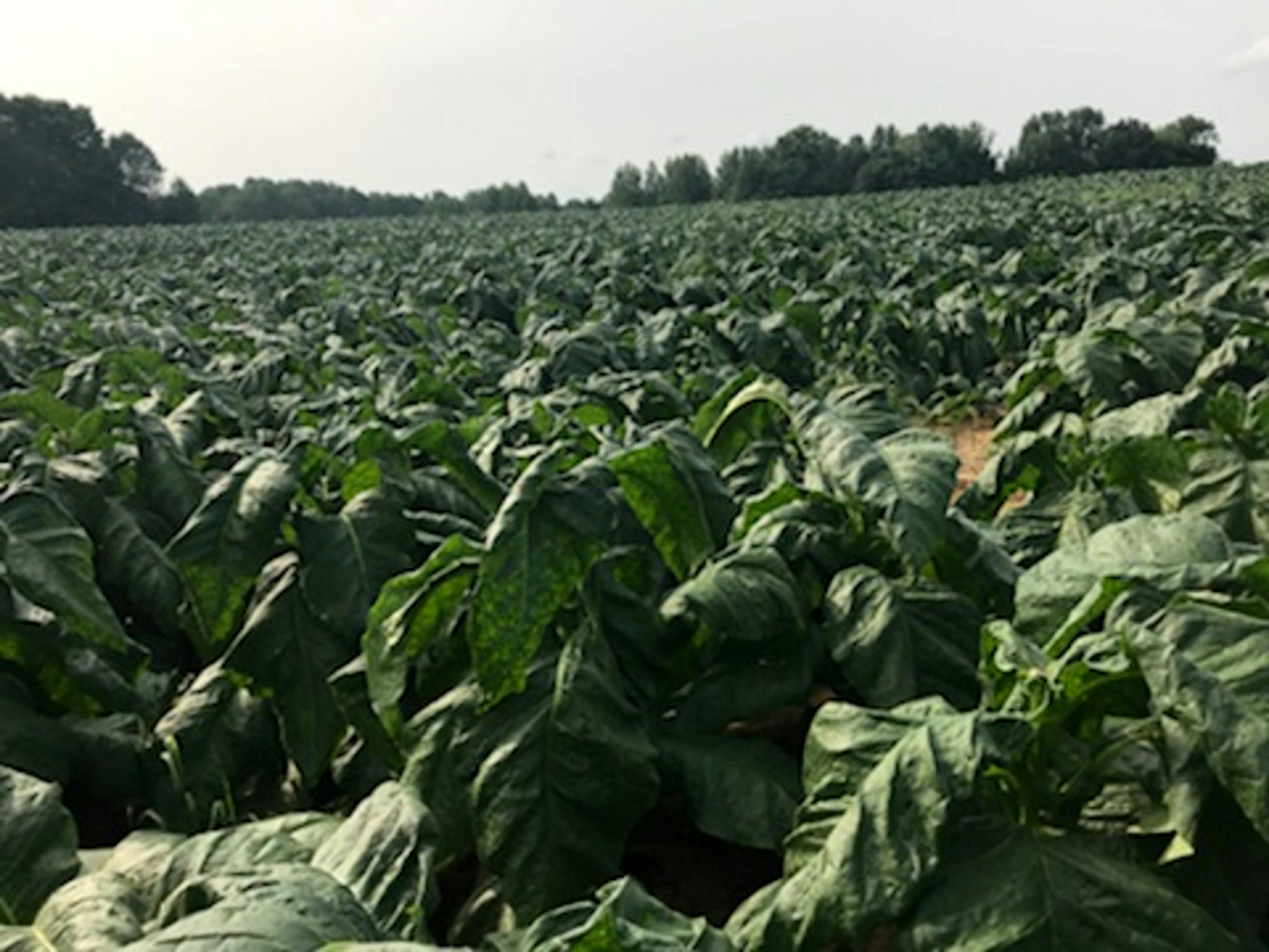 Free stock photo of farmer, farming, tobacco farmer