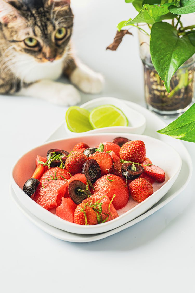 A Cat Looking At A Bowl Of Fruit 