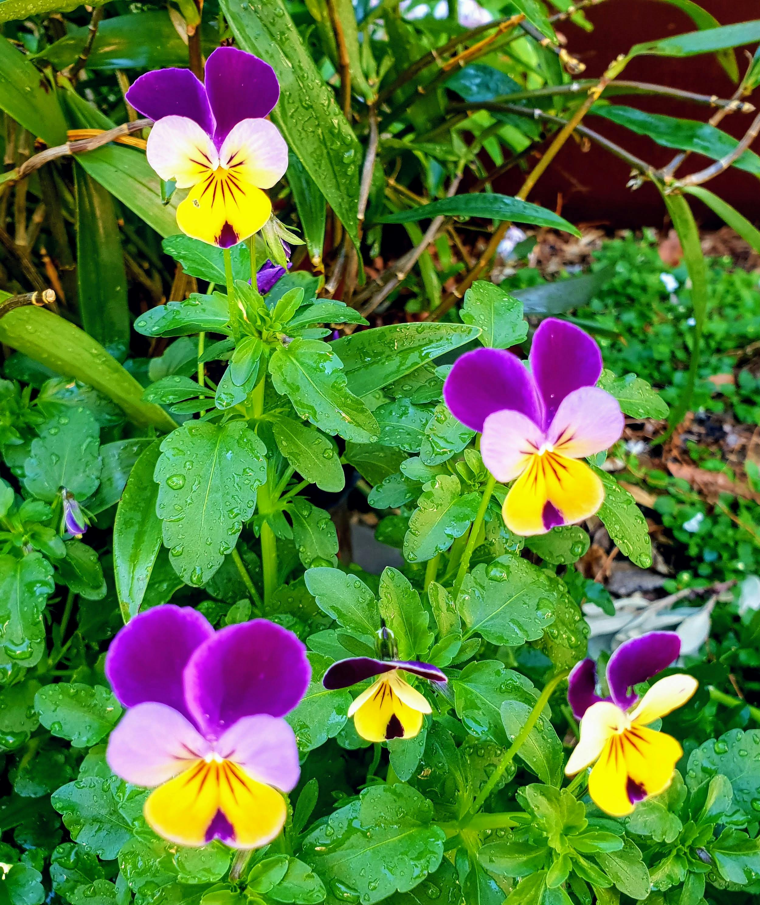 きれいな花 美しい花 花壇の無料の写真素材