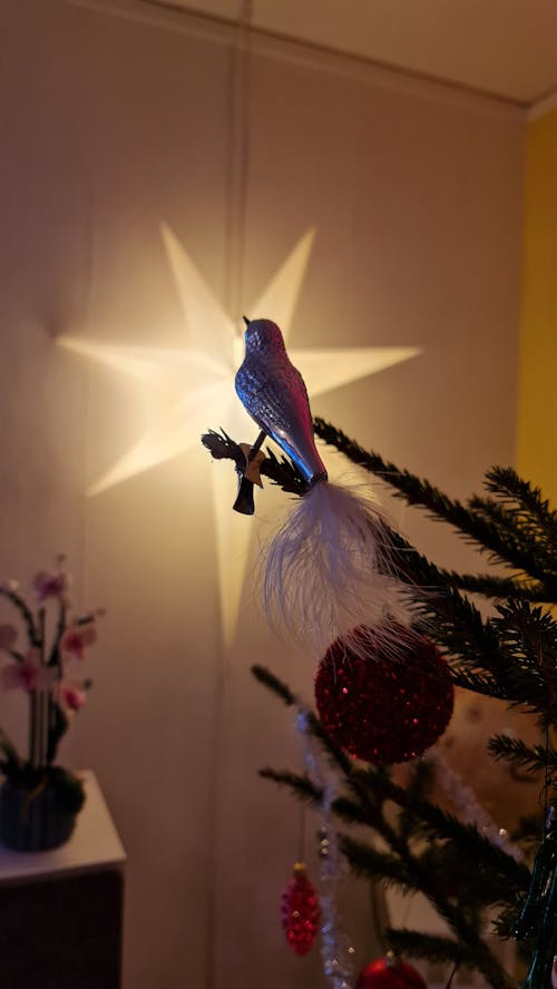 Free stock photo of balls, bird, christmas