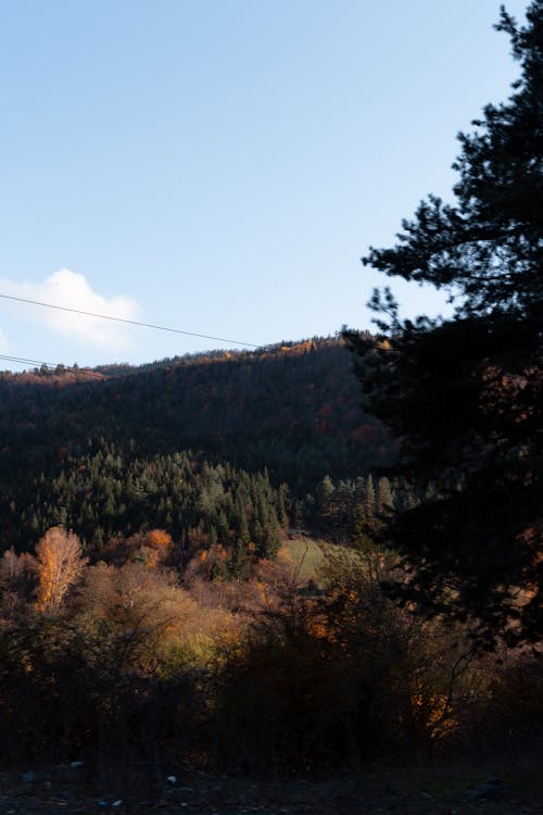 無料 垂直ショット, 山岳, 森の中の無料の写真素材 写真素材