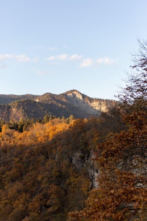 Immagine gratuita di alberi, autunno, catena montuosa