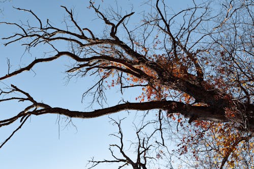 Fotobanka s bezplatnými fotkami na tému holý strom, jeseň, jesenné lístie