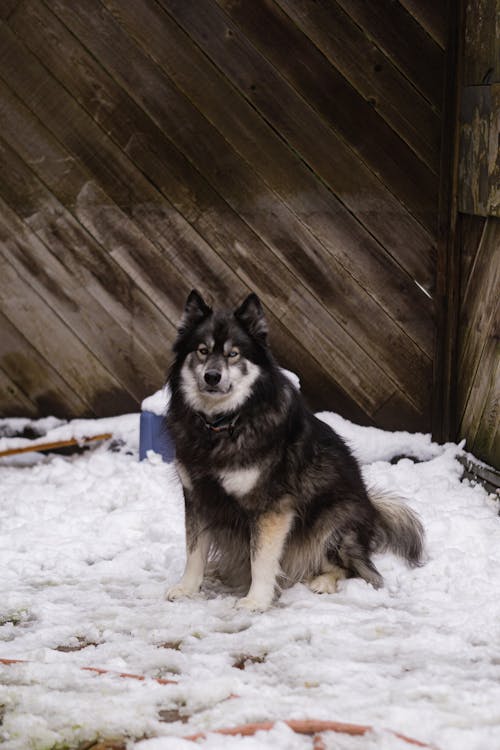 Finnish Lapphund Dog Sitting on the Snow
