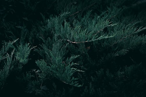 Darmowe zdjęcie z galerii z liście, natura, roślina
