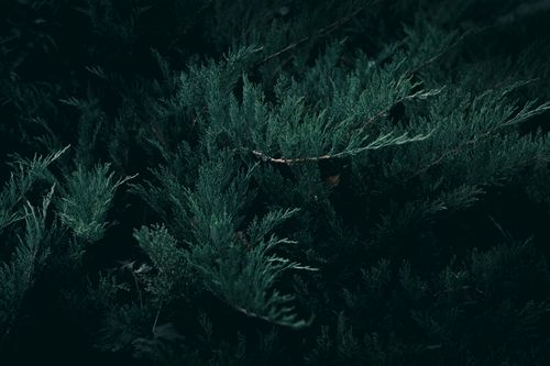 Free A detailed shot of green evergreen foliage capturing the natural texture and fresh appeal. Stock Photo