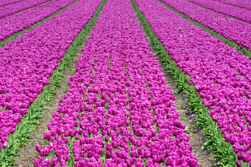 Field of Purple Tulips 