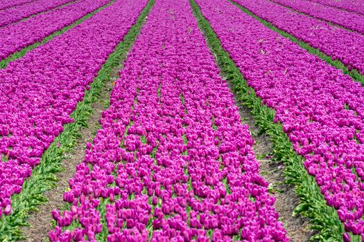 Expansive field of purple tulips in full bloom under clear skies, showcasing spring beauty.