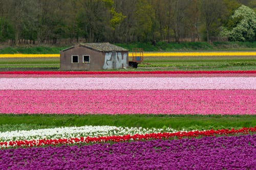 Photo of a Tulip Field