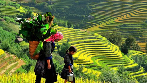 Wanita Dan Gadis Berjalan Di Teras Sawah Banaue