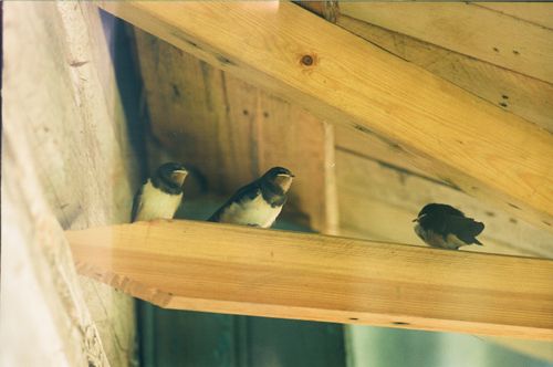 Free Close-up of swallows perching inside a wooden structure, showcasing natural behavior. Stock Photo