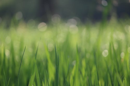緑の草の選択的焦点写真
