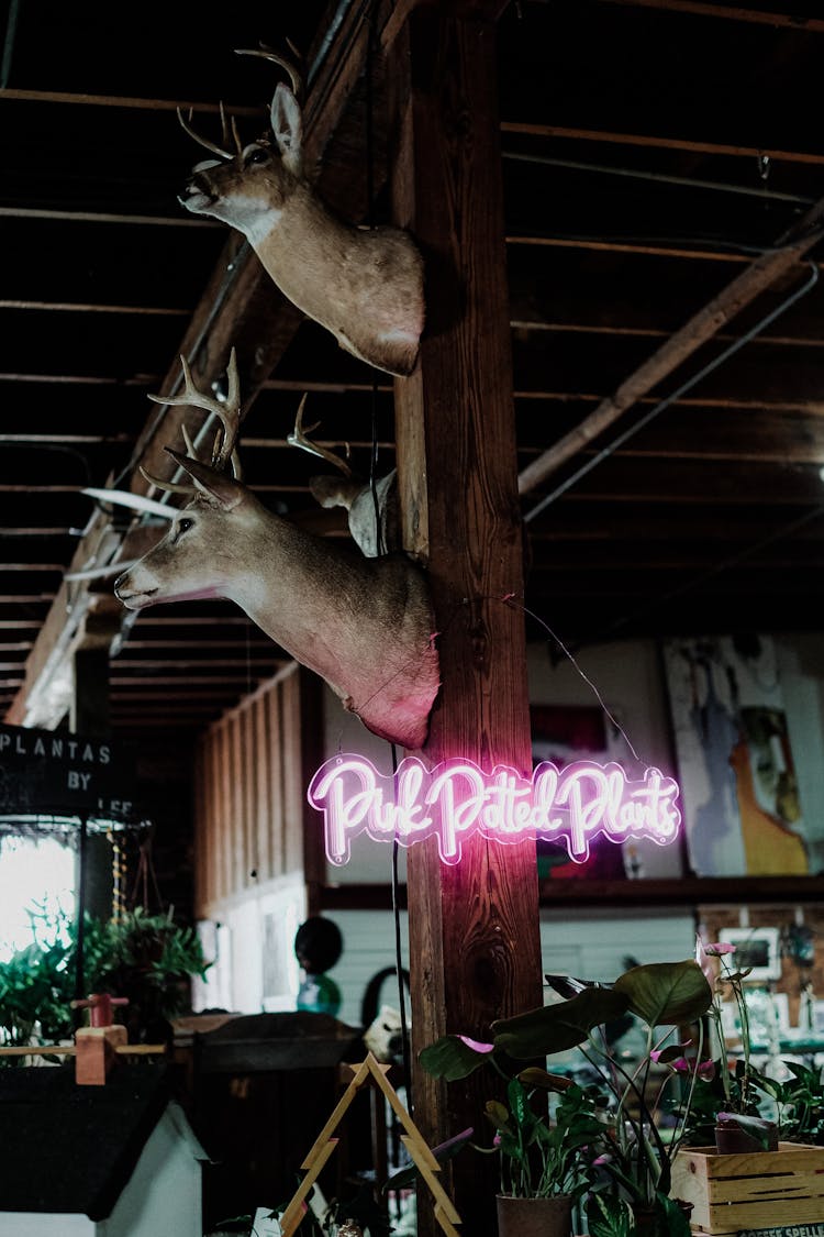 Animal Heads Hanging Inside An Establishment