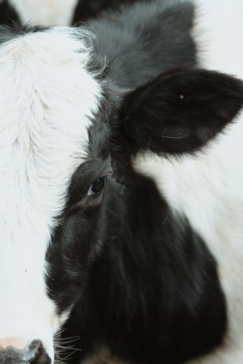 Free Detailed close-up portrait of a black and white cow highlighting its eye and fur texture. Stock Photo