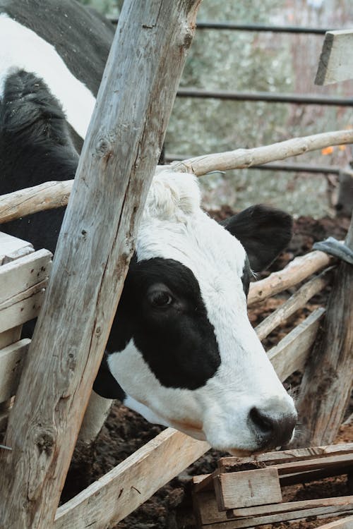 Portrait of Cow on Farm