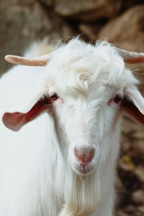 Free Close-up of a white goat with long horns in an outdoor setting, representing tranquility and rural life. Stock Photo
