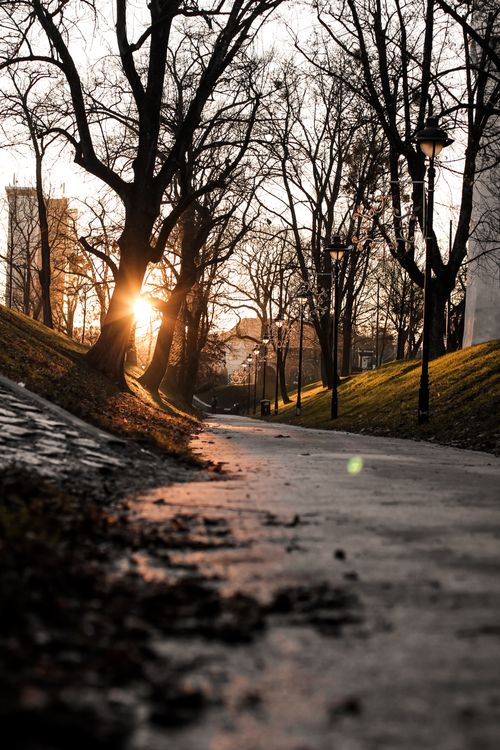 Free Capture the tranquil beauty of a sunrise walkway in a Romanian park with leafless trees and warm lighting. Stock Photo