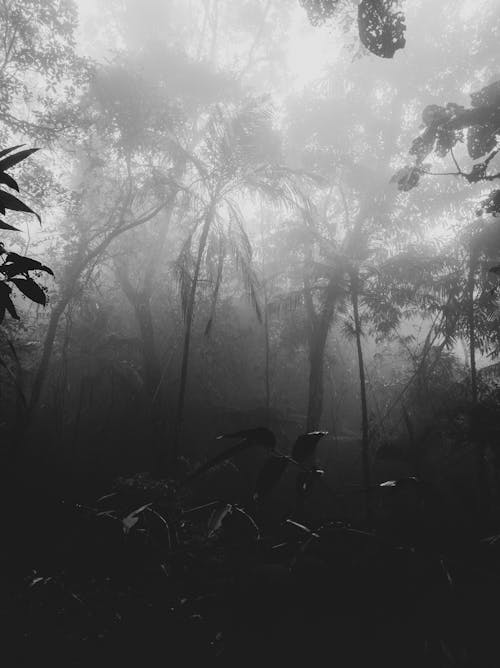 Black and White Photograph of Plants