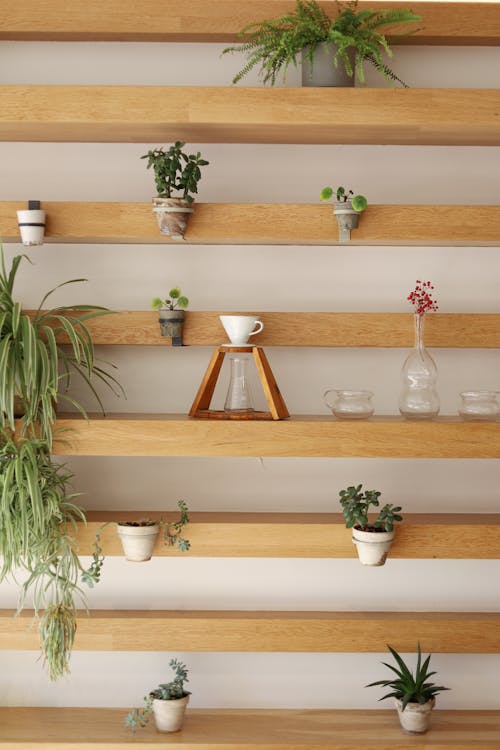 Potted Plants on Wooden Shelves
