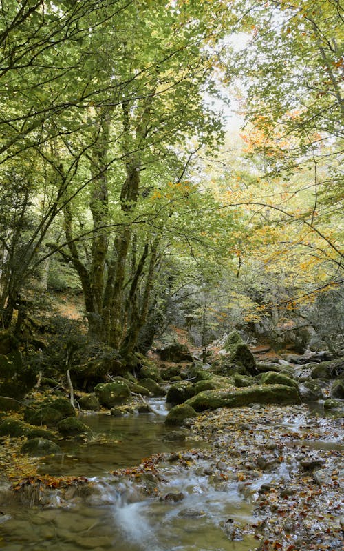 Stream in the Green Forest