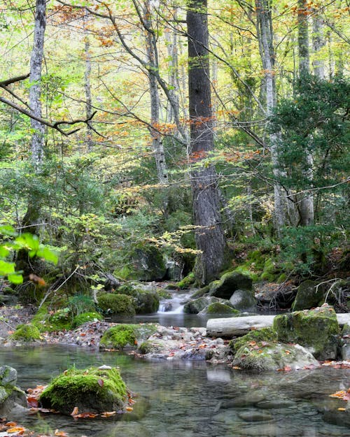 A Stream in a Green Forest