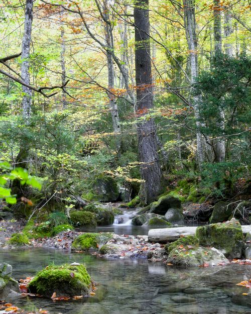 Free Serene creek flowing through a lush forest with green foliage and moss-covered rocks. Stock Photo