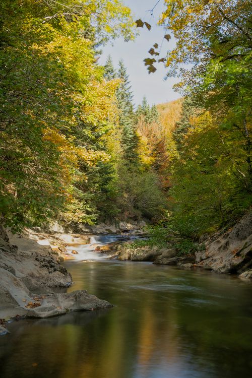 Free Serene river flowing through a lush, colorful forest in autumn, capturing nature's beauty. Stock Photo